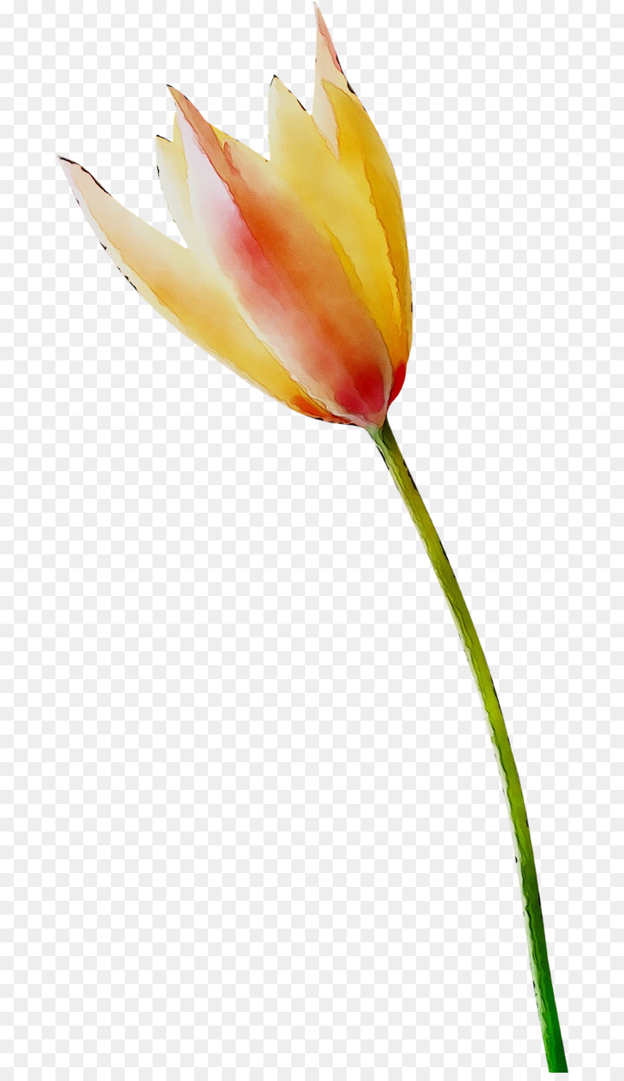 Tulip staminali Vegetali Orange S. A. Impianti - 