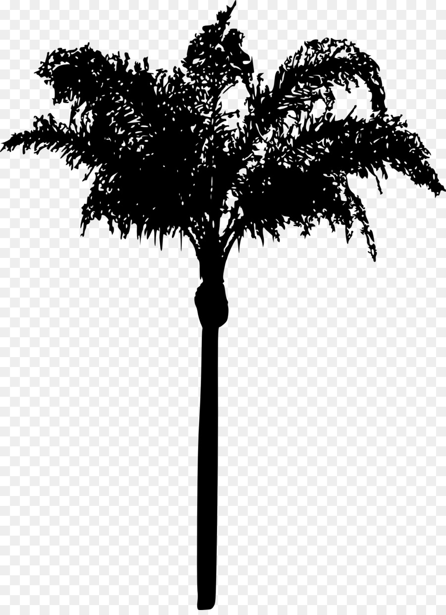 Palma palmyra asiatica Palma da dattero Foglia di palma Ramoscello - 