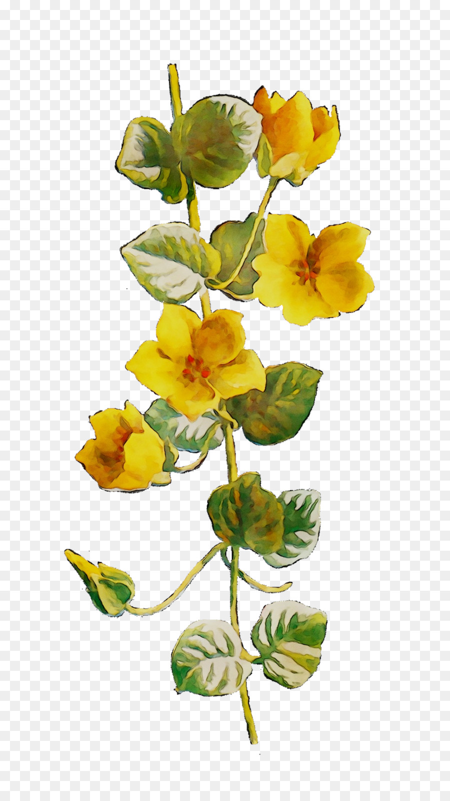 Cut Blumen Gelb Blühende pflanze-Pflanze-Stiel - 