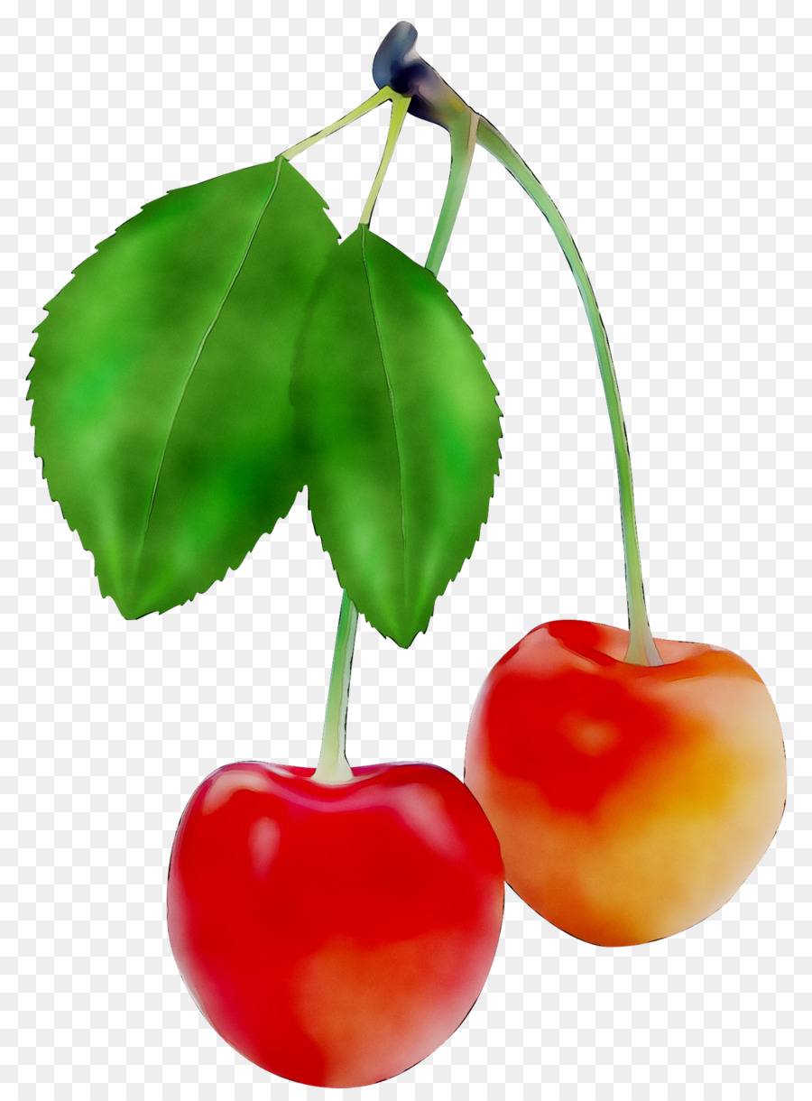 Barbados Cherry Superfood M / 0d Accessorio di frutta - 