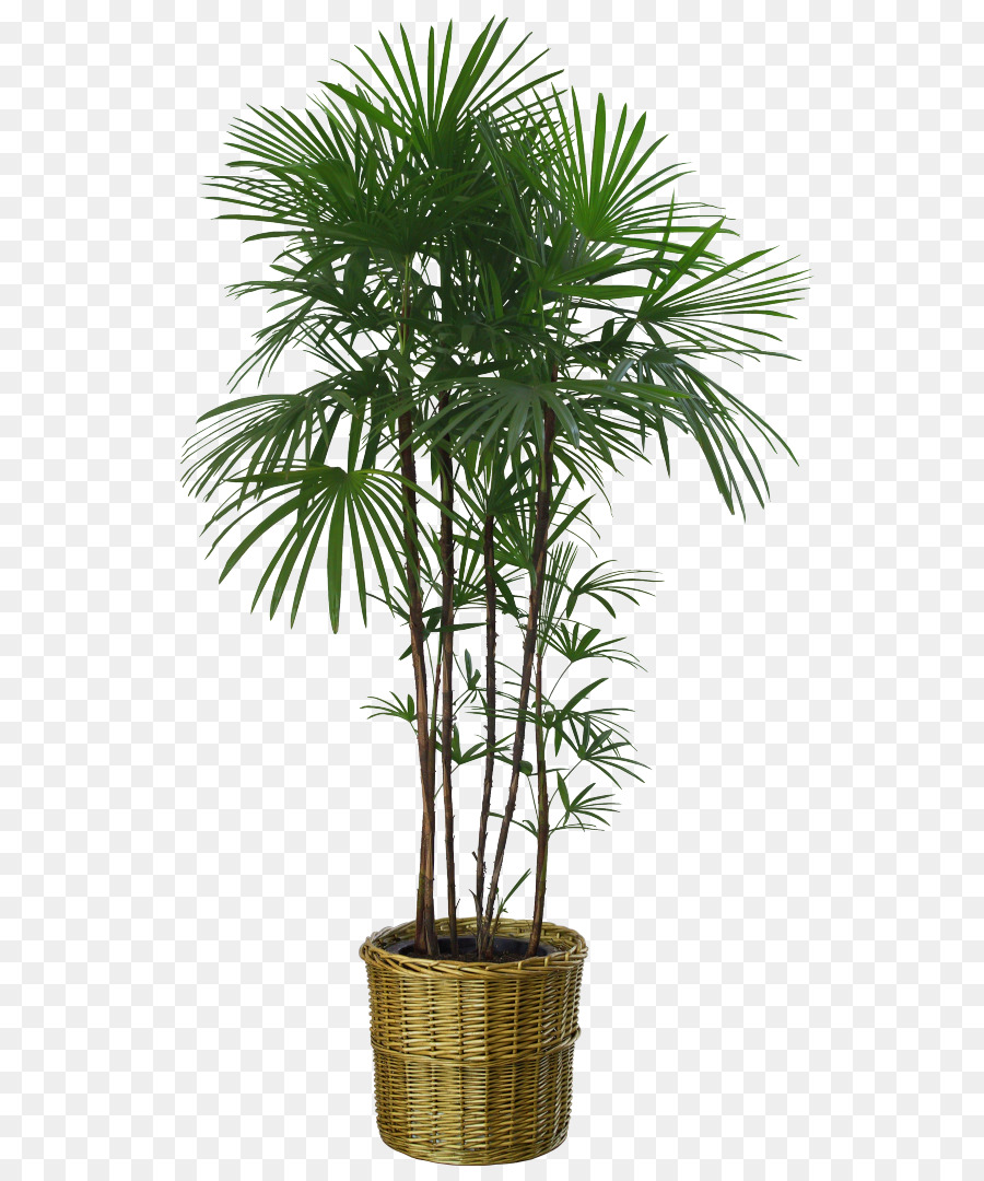Cartoon Palm Tree img