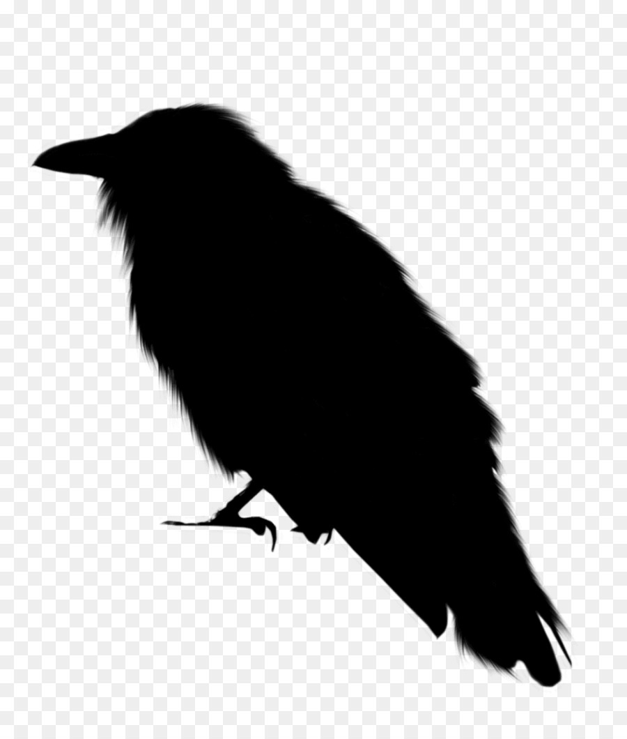 American crow New Caledonian crow, Rook Common raven - 