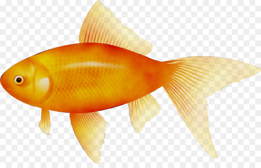 Goldfisch-Koi-ClipArt-Bild - 