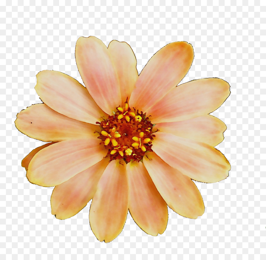 Chrysanthemengelb Transvaal Daisy Dahlia - 