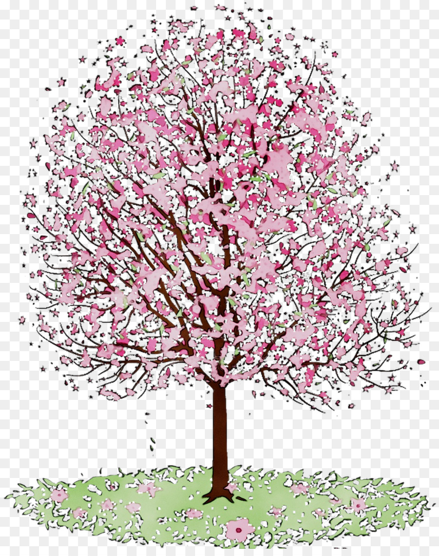 Cherry blossom ST.AU.150 MIN.V.UNC.NR AD Pianta da fiore Illustrazione di ciliegie - 