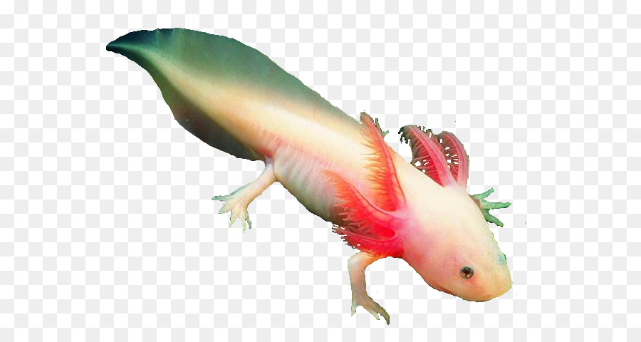 Immagine di Clip Art di Salamander Axolotl Portable Network Graphics - Salamandra