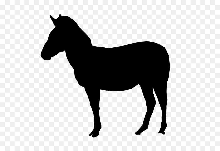 T-shirt cavallo Immagine Immagine Pony - 