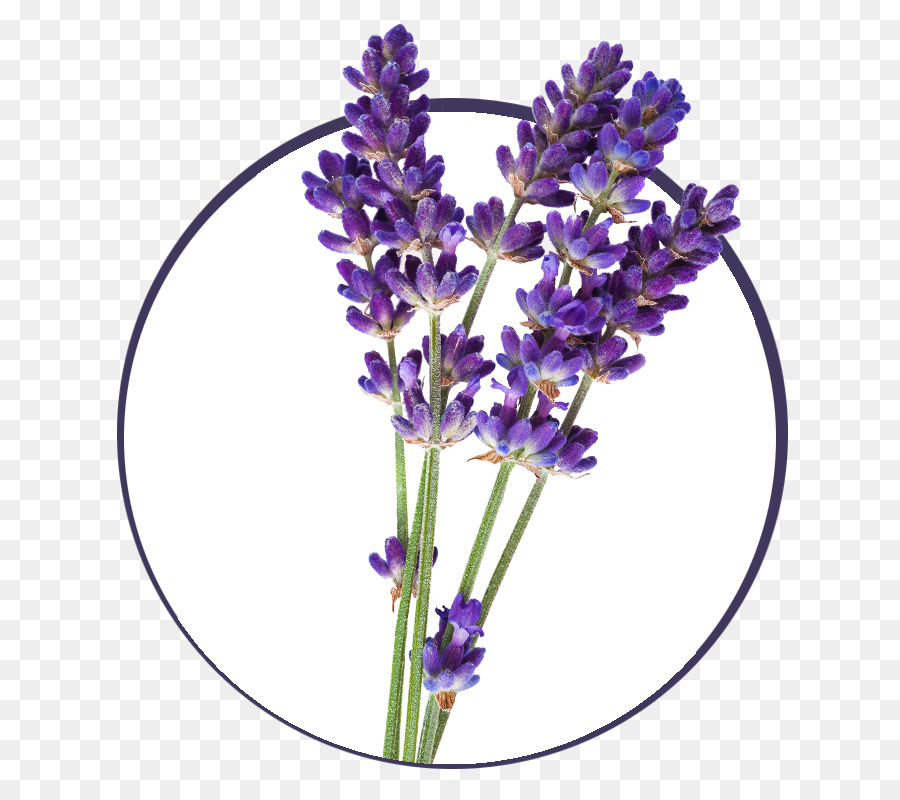 Englischer Lavendel Lavendelöl ätherisches Öl ClipArt französischer Lavendel - Aromatherapie-Streamer