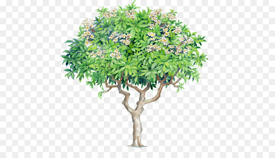 Đồ họa mạng di động Hình ảnh cây minh họa Frangipani - cây