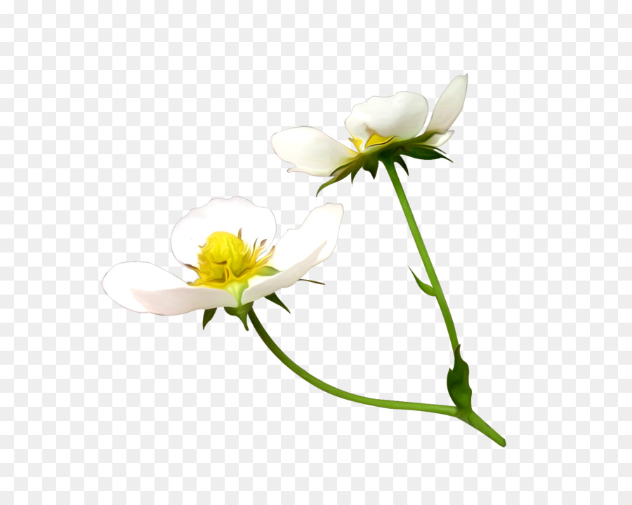 Cắt hoa Cây thân vàng - quỳ nền