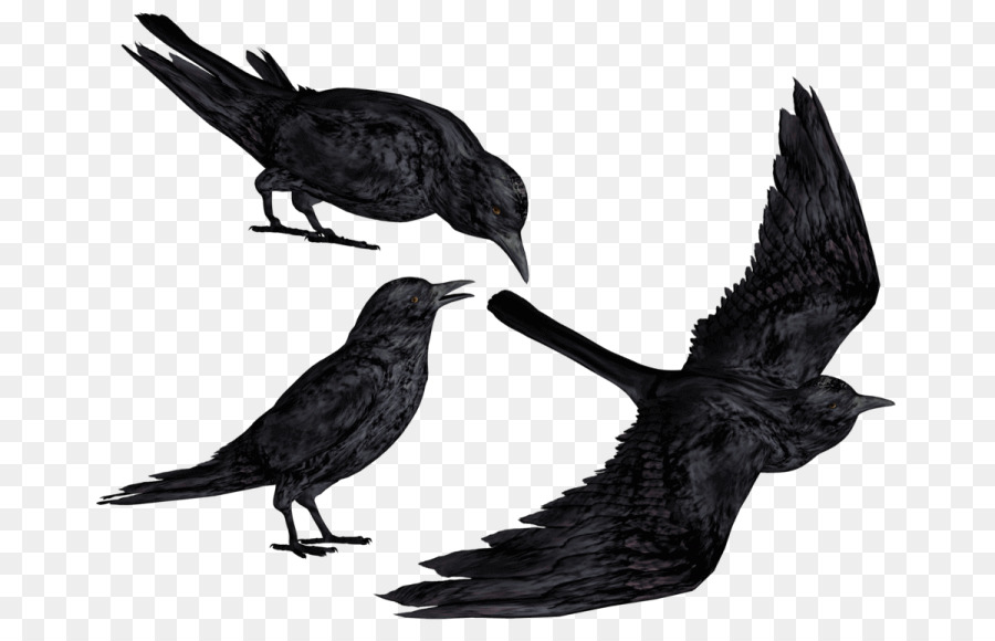 Corvo comune Portable Network Graphics Clip art Bald eagle Crow - corvo