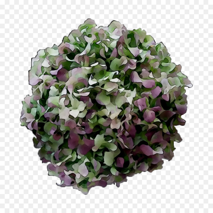 Hortensien Schnittblumen einjährige pflanze Pflanzen - 