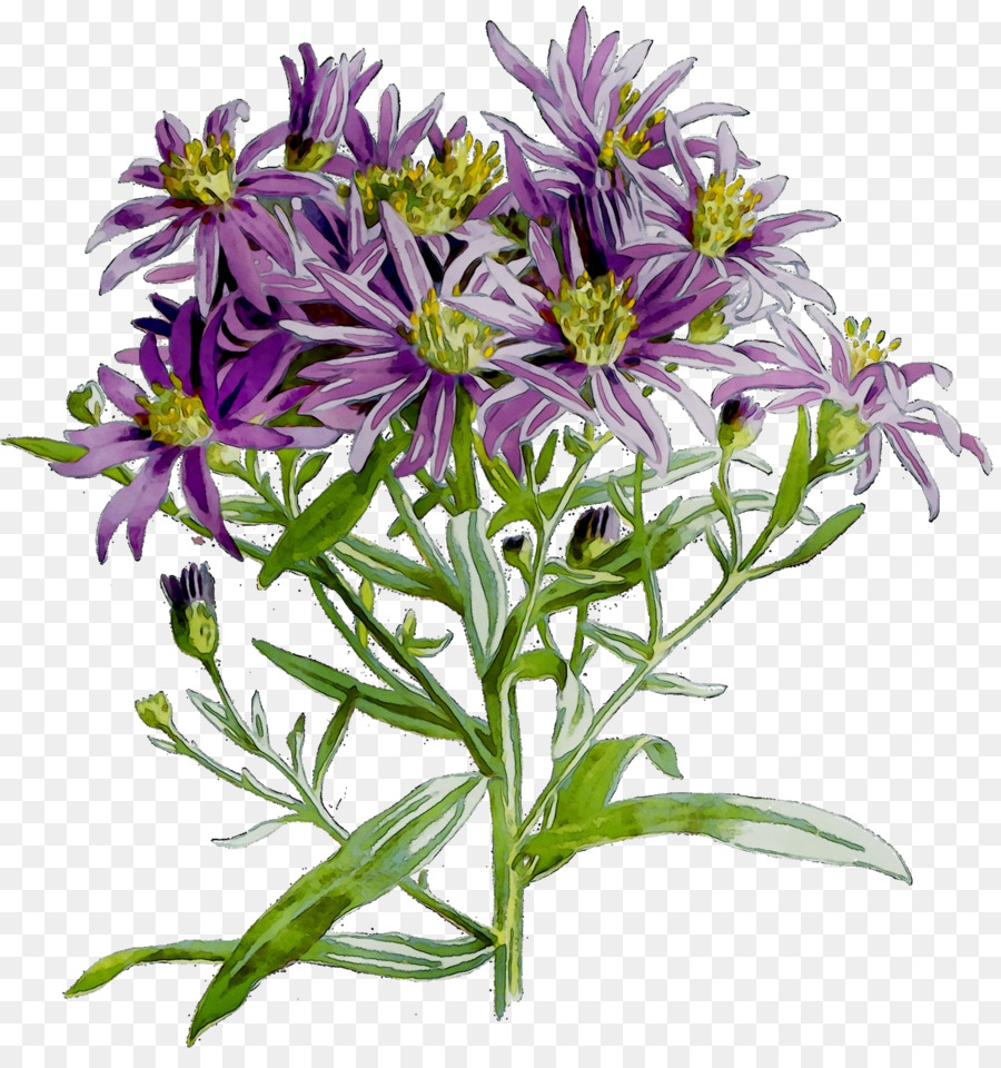 Purpur-Schnittblumen einjährige Pflanzen - 