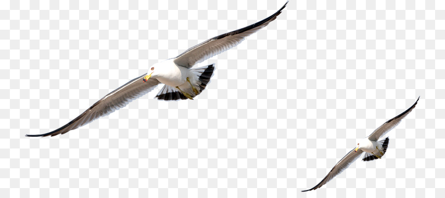 Möwen Vogeltauben und Tauben Felsentauben Europäische Silbermöwe - Vogel