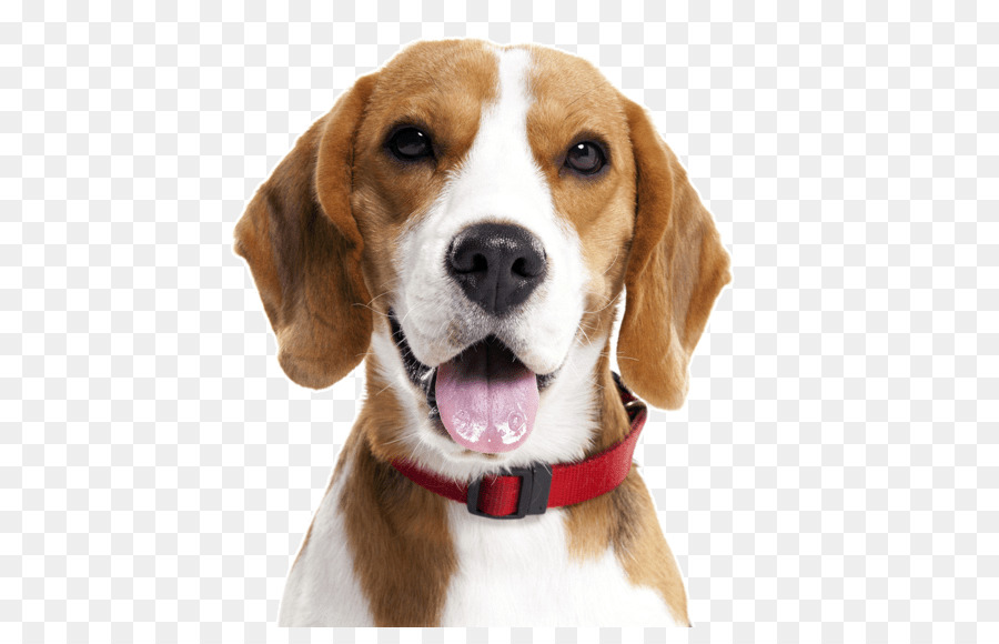 Basset Hound. Cane da passeggio Coonhound Basset Hound - cucciolo