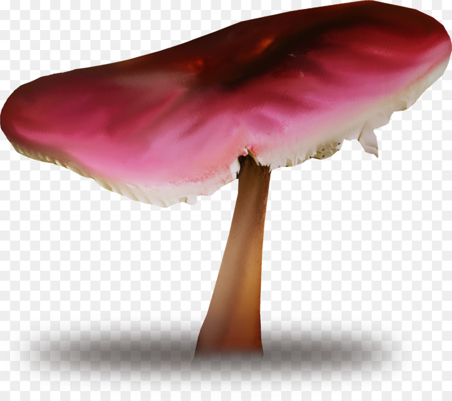 Gemeinsamer Pilz Essbarer Pilz Pilz Shiitake - Pilz