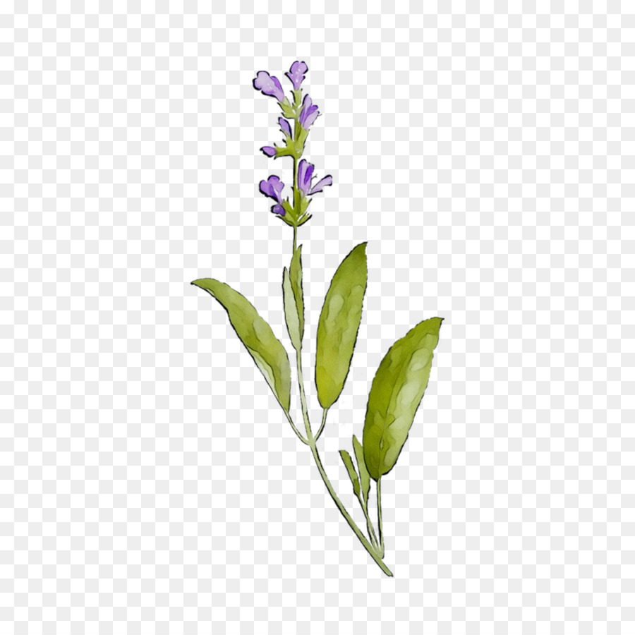 Lavendel Gewöhnlicher Salbei Pflanzenstamm Pflanzen - 