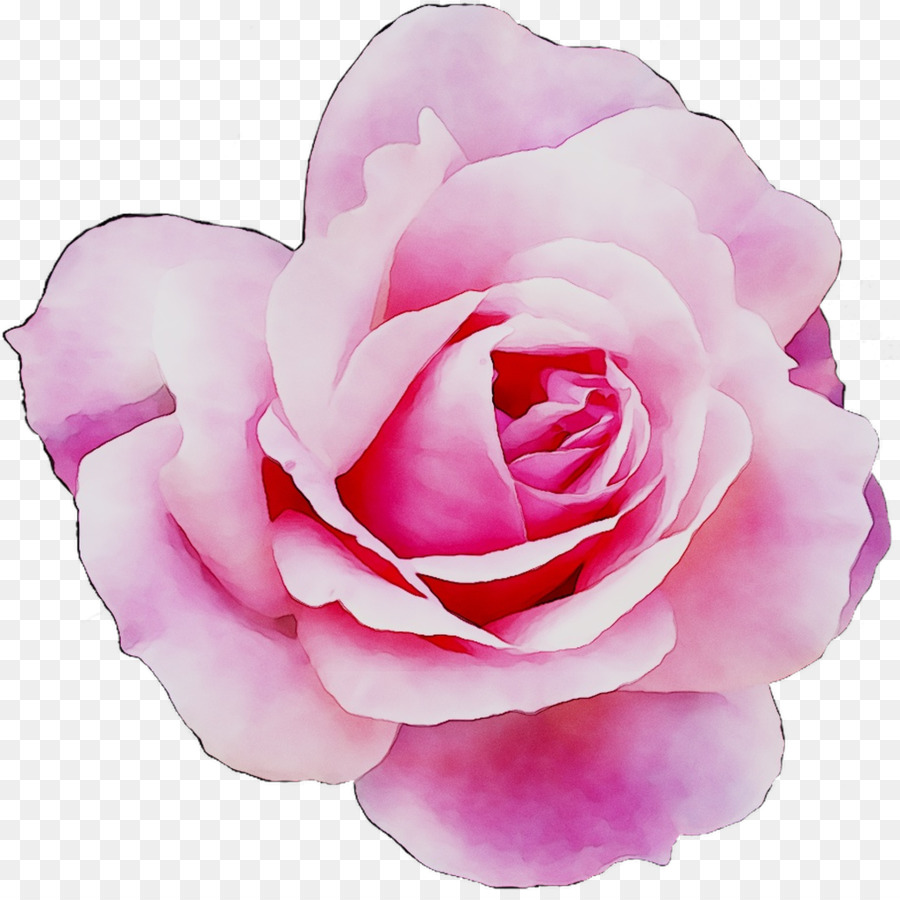 Vườn hoa hồng Bắp cải hoa hồng Floribunda PeekYou - 