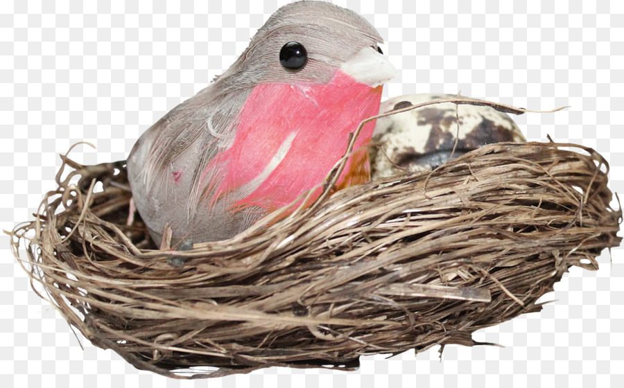 Nido di uccello commestibile Nido di uccello Portable Network Graphics Clip art - uccello