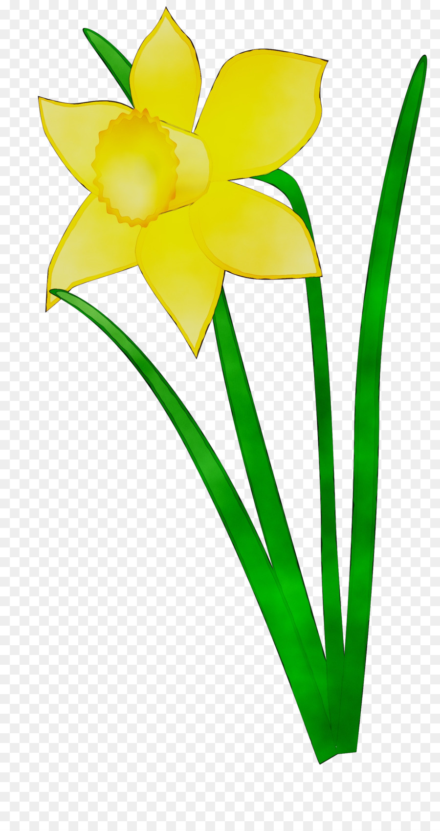 Daffodil Clip art Flower Grafica vettoriale Disegno floreale - 
