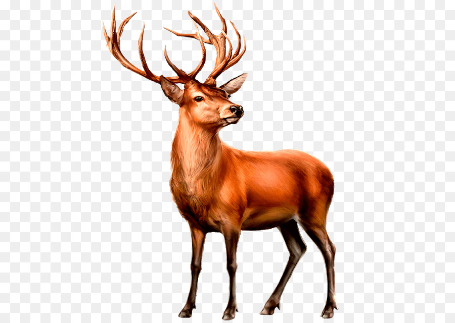 Red deer Alci, cervi dalla coda Bianca Elk - cervo