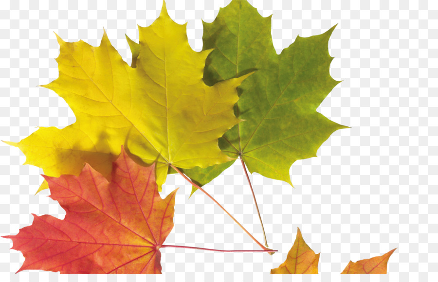 Rahmen und Rahmen Tragbare Netzwerkgrafik ClipArt Bild Herbst - Herbst