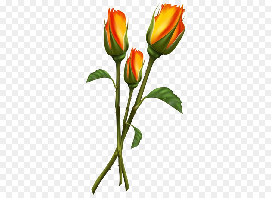 Clip nghệ thuật Di động Mạng đồ Họa minh Bạch Ảnh minh Họa - hoa tulip