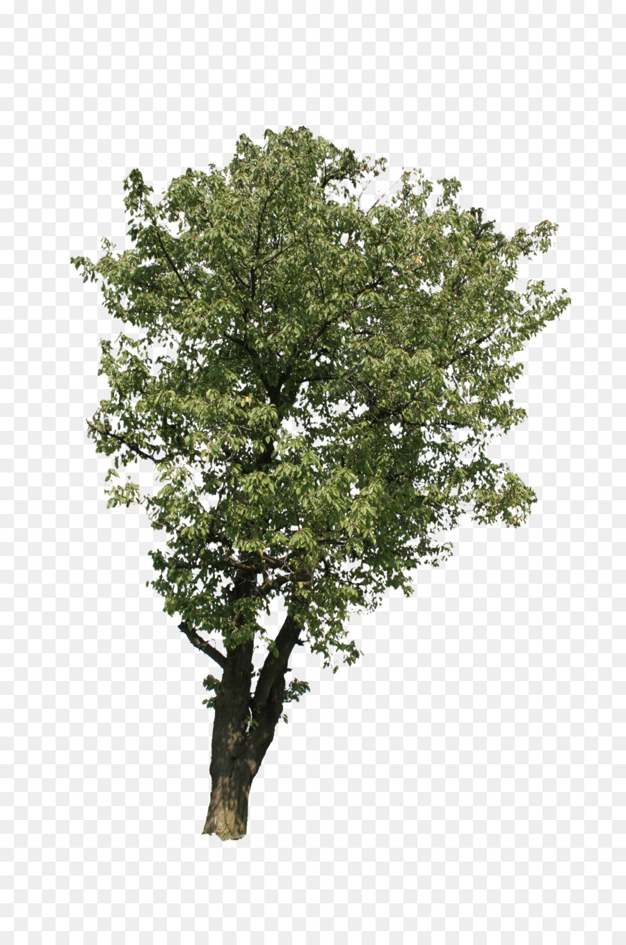 Khỉ cây chi nhánh Cây sồi châu Âu - cây