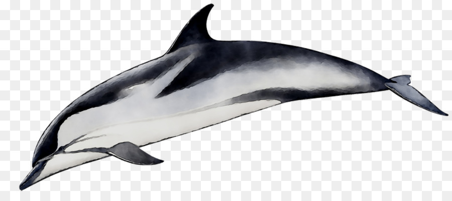 Spinner-Delfin Kurzschnabel-Delfin Allgemeiner Tümmler Tucuxi - 