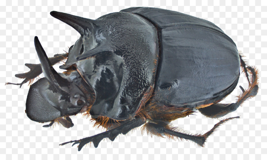 Scarabeo stercorario Onthophagus ferox Scarabei rinoceronte - scarabeo