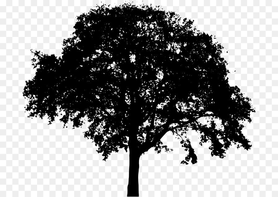 ClipArt Portable Network Graphics Tree Immagine Northern Red Oak - 