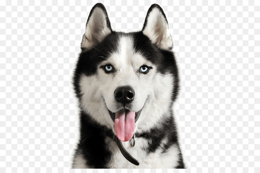 Chó con husky Alaska Siberian Husky Alaska - con chó con