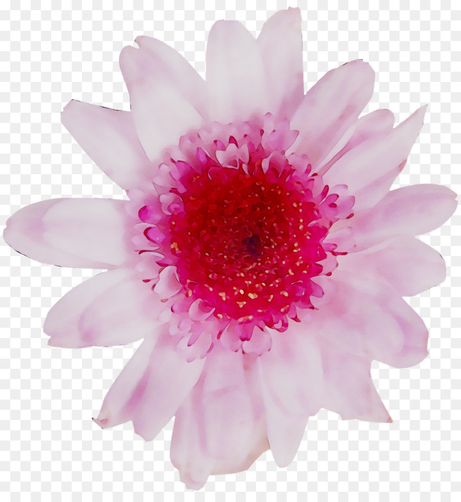 Transvaal-Gänseblümchen-Chrysantheme-Rosa-M Nahaufnahme - 
