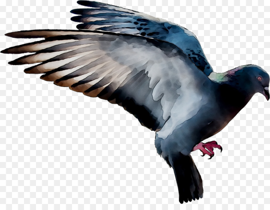 Piccioni e colombe Uccello domestico Piccione Volo Squab - 