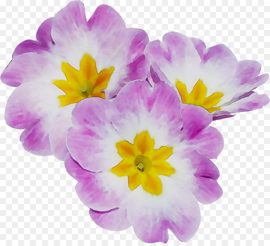 Primrose Jährliche Pflanze Violet Crocus Plants - 