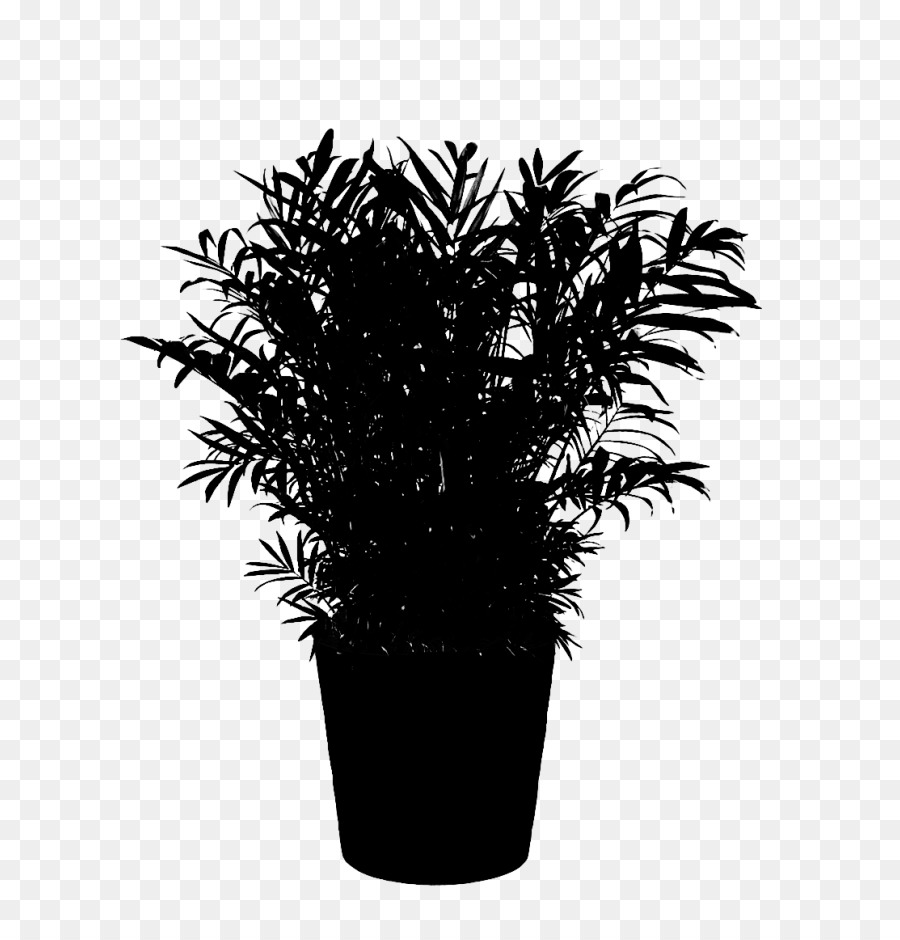 Cây cọ đen & trắng - M Flowerpot Houseplant - 