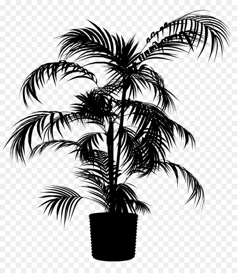 Palma palmyra asiatica Babassu Black & White - M Palme Palme da datteri - 
