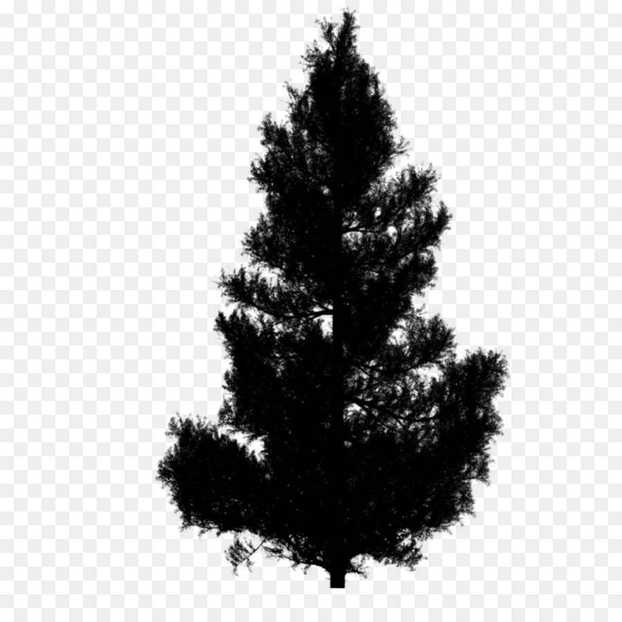 Spruce Clip art Đồ họa mạng di động Cây thông Noel - 