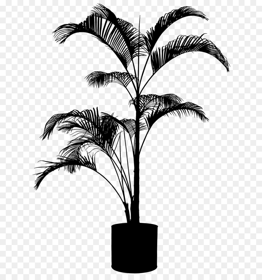 Asiatische palmyra palm, Babassu Palmen Pflanzen - 
