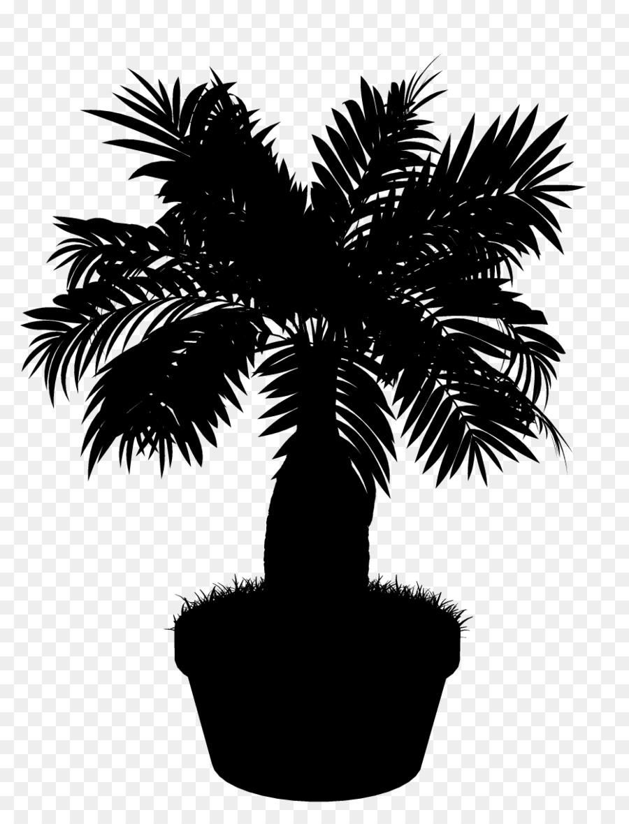 Palma palmyra asiatica Bianco e nero - M Palma da dattero Palma da fiore - 