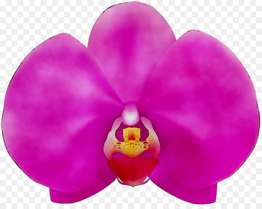 Falena orchidee Rosa M Close up - 