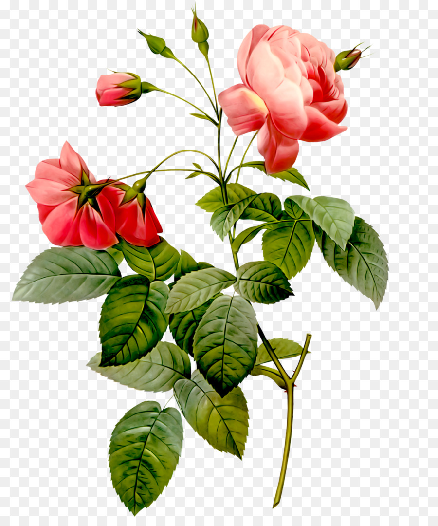 Schellenrosen Redoute Rosendrucke Blumen Rosen: Paris, 1817-1824 - Blumen