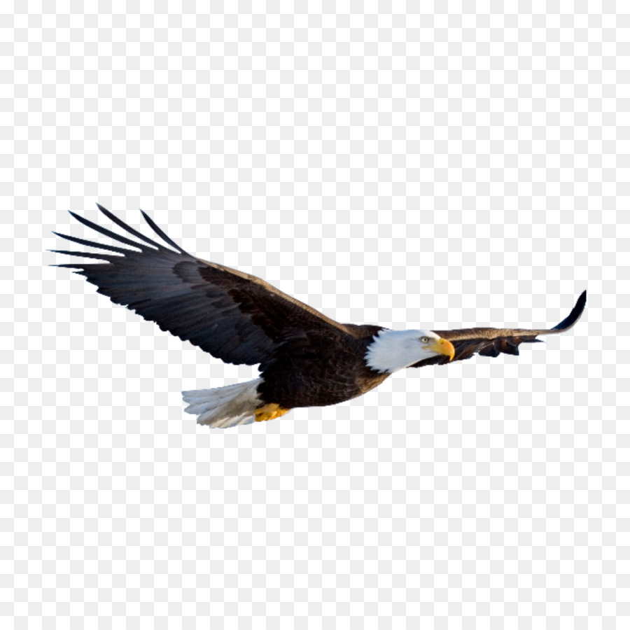 Bird Cartoon png download - 1692*1692 - Free Transparent Bald Eagle png  Download. - CleanPNG / KissPNG