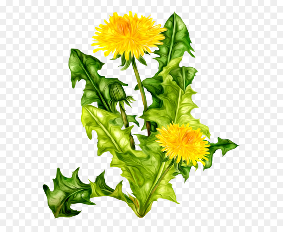 Đồ họa mạng di động Clip art Hoa Hình ảnh biểu tượng máy tính - hoa