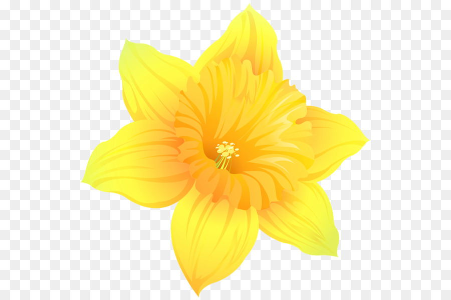 Đồ họa mạng di động Daffodil Clip nghệ thuật Chụp ảnh - thủy tiên trong suốt