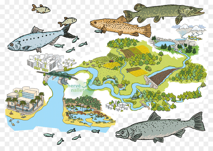 Meeresbiologie Ökosystem Fauna Meeressäuger Illustration - 