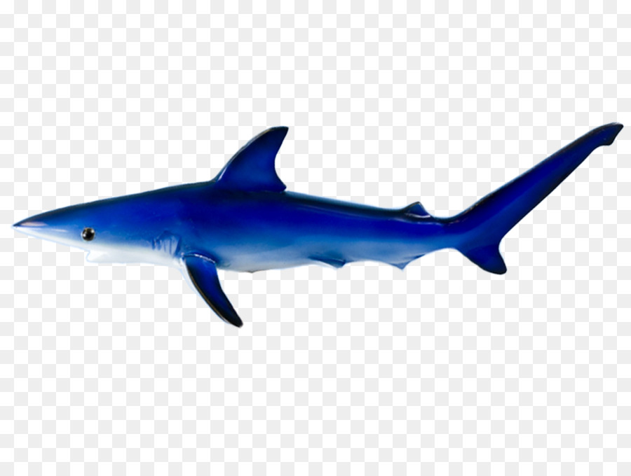 Hình nền Cá Mập Cute, ảnh hình nền cá mập cute - QuanTriMang.com