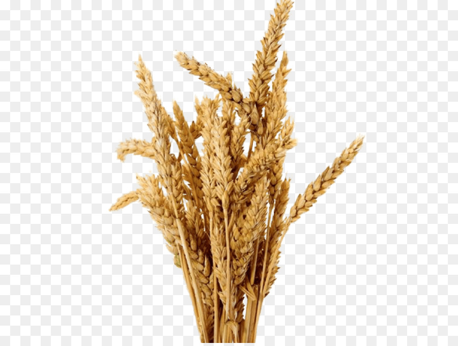 Đồ họa mạng di động Bia lúa mạch trong suốt - lúa mạch