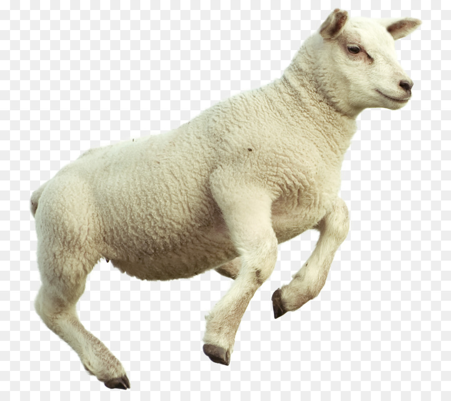 Conteggio delle pecore Merino Capra Immagine di carne di pecora - Capra