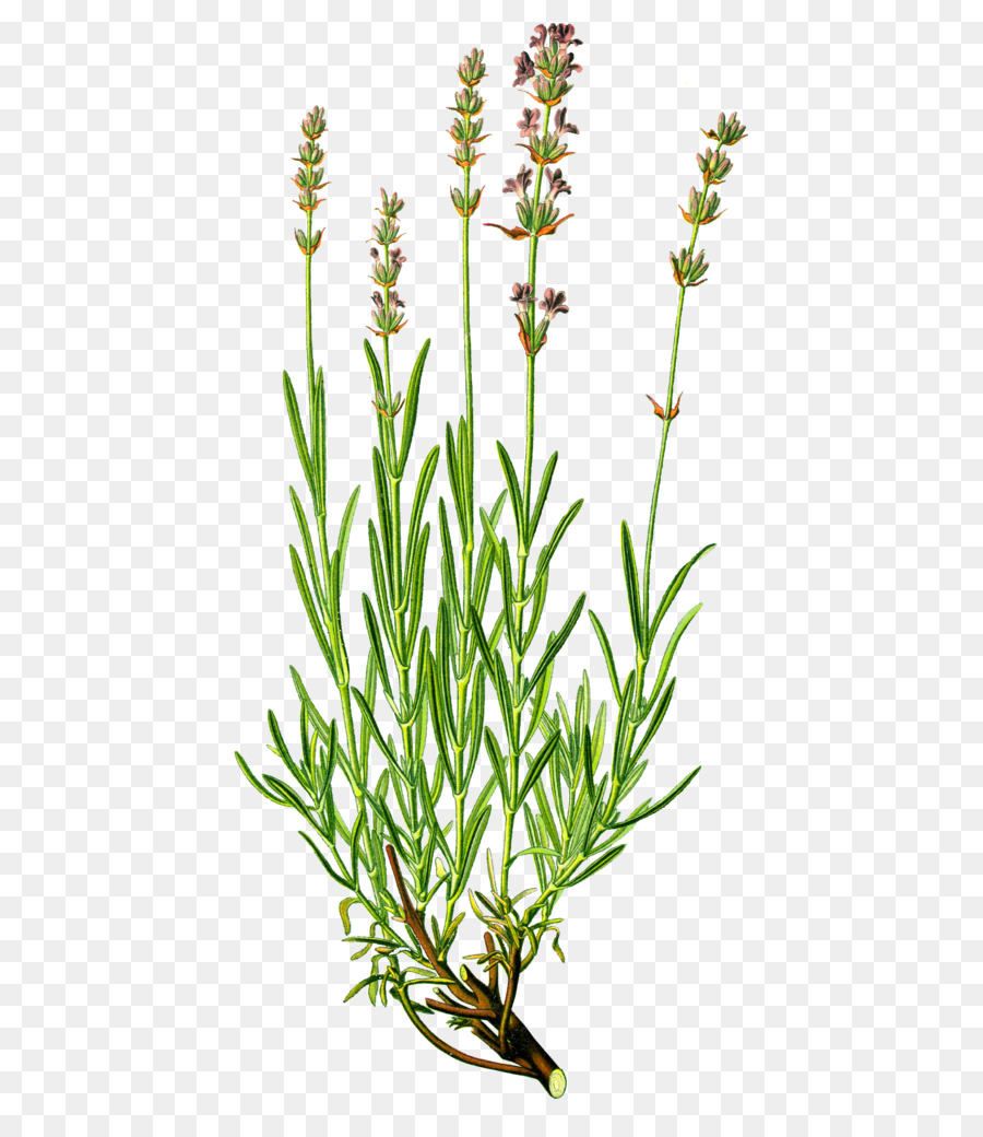 Englischer Lavendel Kräuter Heilpflanzen Ätherisches Öl - 